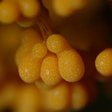 Attēlu rezultāti vaicājumam “Badhamia capsulifera”