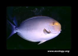 Image result for Acanthurus blochii