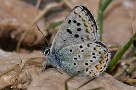 Attēlu rezultāti vaicājumam “Aricia artaxerxes  underside”