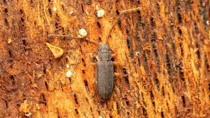 Attēlu rezultāti vaicājumam “Silvanidae”