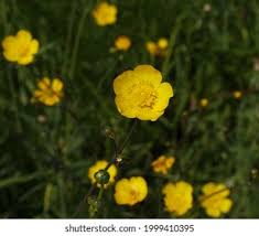 Attēlu rezultāti vaicājumam “Ranunculus bulbosus flower”