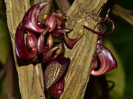 Attēlu rezultāti vaicājumam “Aristolochiaceae”