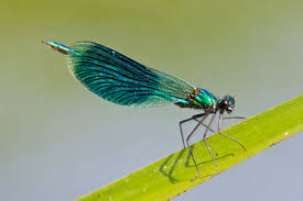 Attēlu rezultāti vaicājumam “Calopteryx splendens”