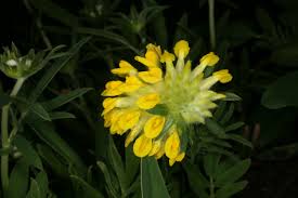 Image result for Anthyllis vulneraria