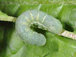 Attēlu rezultāti vaicājumam “Mniotype satura”