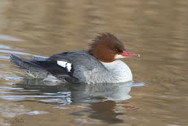 Attēlu rezultāti vaicājumam “Mergus merganser female”