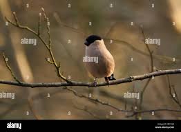 Attēlu rezultāti vaicājumam “Pyrrhula pyrrhula female”