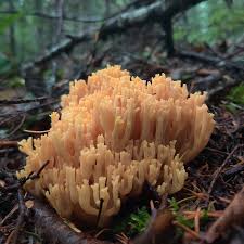 Attēlu rezultāti vaicājumam “Lentaria sp.”