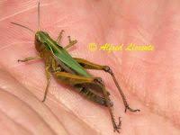 Attēlu rezultāti vaicājumam “Omocestus viridulus”