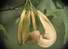 Attēlu rezultāti vaicājumam “Acer saccharinum fruit”
