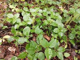 Attēlu rezultāti vaicājumam “Orthilia secunda leaf”