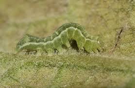 Attēlu rezultāti vaicājumam “Melanchra persicariae larva”