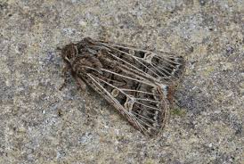 Attēlu rezultāti vaicājumam “Tholera decimalis male”