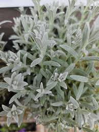 Image result for cerastium tomentosum