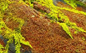 Attēlu rezultāti vaicājumam “Cephalozia connivens”