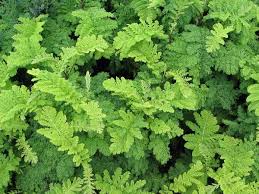 Attēlu rezultāti vaicājumam “Tanacetum vulgare leaf”