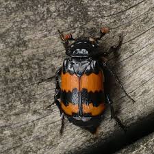 Attēlu rezultāti vaicājumam “Nicrophorus investigator imago”