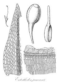 Attēlu rezultāti vaicājumam “Funariales”
