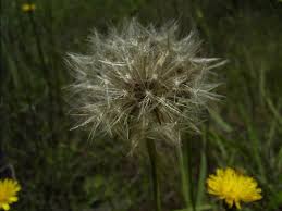 Attēlu rezultāti vaicājumam “Hypochaeris radicata fruit”