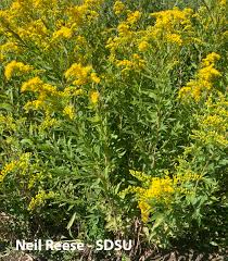 Attēlu rezultāti vaicājumam “Solidago canadensis flower”