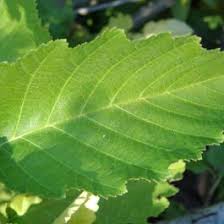 Attēlu rezultāti vaicājumam “Alnus incana leaf”
