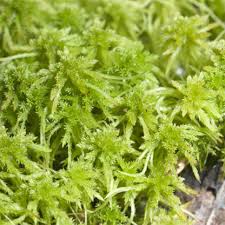 Attēlu rezultāti vaicājumam “Sphagnum contortum”