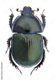 Attēlu rezultāti vaicājumam “Geotrupes stercorarius”