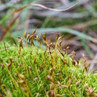 Attēlu rezultāti vaicājumam “Dicranella schreberiana”