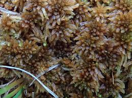Attēlu rezultāti vaicājumam “Sphagnum fuscum”