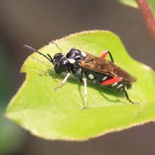 Attēlu rezultāti vaicājumam “Tenthredo scrophulariae exuvia”