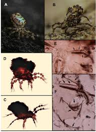 Attēlu rezultāti vaicājumam “Belbodamaeus sp.”