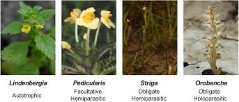 Attēlu rezultāti vaicājumam “Orobanchaceae”