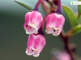 Attēlu rezultāti vaicājumam “Vaccinium uliginosum flower”