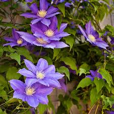 Attēlu rezultāti vaicājumam “Clematis”