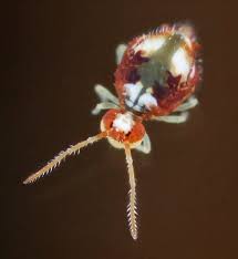 Attēlu rezultāti vaicājumam “Symphypleona”