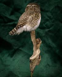 Attēlu rezultāti vaicājumam “Glaucidium passerinum adult”