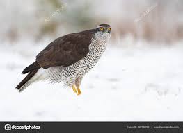 Attēlu rezultāti vaicājumam “Accipiter gentilis adult”