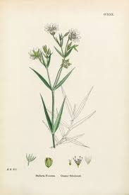 Attēlu rezultāti vaicājumam “Stellaria holostea”