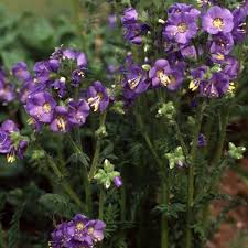 Attēlu rezultāti vaicājumam “Polemonium caeruleum flower”