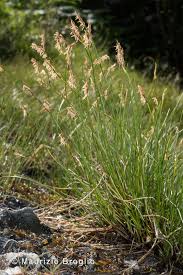 Attēlu rezultāti vaicājumam “Carex davalliana”