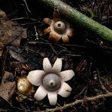 Attēlu rezultāti vaicājumam “Geastrum minimum”