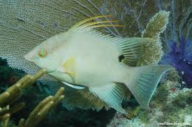 Image result for Lachnolaimus maximus