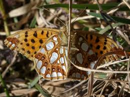 Attēlu rezultāti vaicājumam “Issoria lathonia”