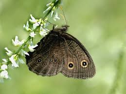 Attēlu rezultāti vaicājumam “Closterotomus biclavatus nymph”