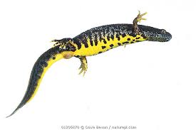 Attēlu rezultāti vaicājumam “Triturus cristatus”