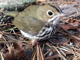 Image result for Seiurus aurocapilla