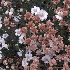Attēlu rezultāti vaicājumam “Achillea salicifolia”