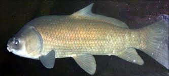 Image result for Ictiobus cyprinellus