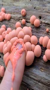 Attēlu rezultāti vaicājumam “Lycogala confusum spores”