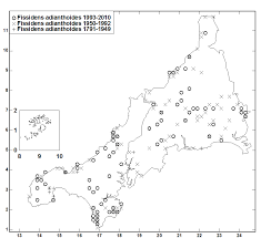 Attēlu rezultāti vaicājumam “Fissidens adianthoides sporophyte”